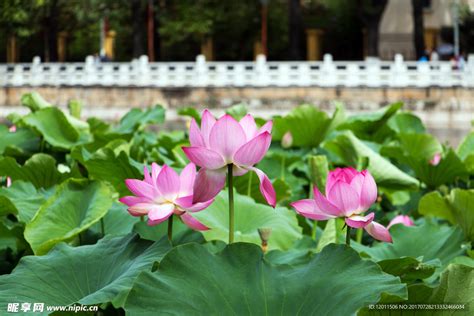 河花